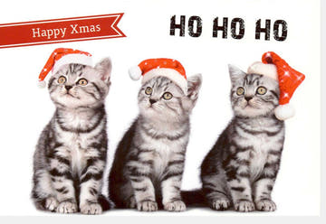 Weihnachtskarte Humorvoll - Katzen mit Santa Mütze, Witziger Festgruß für Frohe Weihnachten, Lustige Kätzchen bringen Spaß