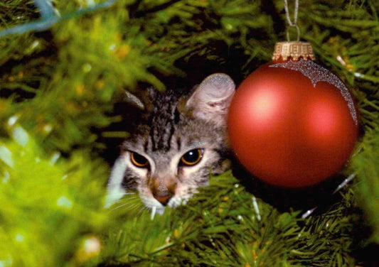 Weihnachtskarte Tiere: Katze schmückt den Weihnachtsbaum - Frohe Festtage