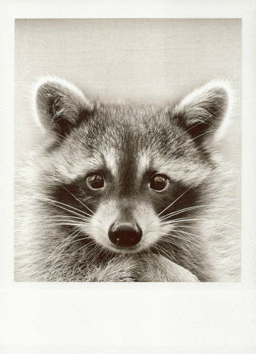 Wildlife Blankopostkarte Waschbär - Schwarzweiß Vintage Grusskarte, Retro Sammlerstück für Natur - und Fotografie - Liebhaber