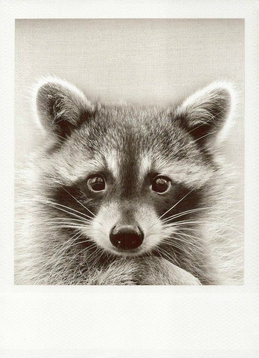 Wildlife Blankopostkarte Waschbär - Schwarzweiß Vintage Grusskarte, Retro Sammlerstück für Natur - und Fotografie - Liebhaber