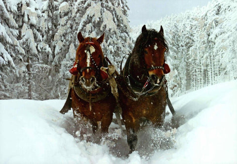 Winterliche Blankopostkarte mit zwei Pferden im Schnee – Perfekt für persönliche Grüße