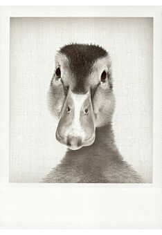 Schwarzweiss-Postkarte Ente