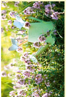 Fotogrußkarte Sommer auf dem Land Gießkanne mit Gartenwerkzeug in Blumenwiese