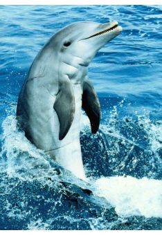 Postkarte Tier Dolphin