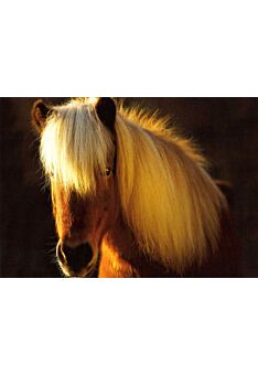 Postkarte Pferd Icelandic Horse
