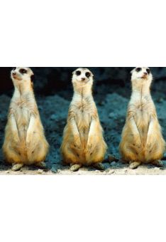 Postkarte Meerkat Erdmännchen