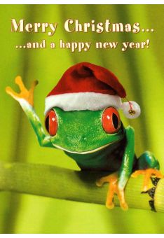 Weihnachtspostkarte witzig Frosch mit Weihnachtsmütze