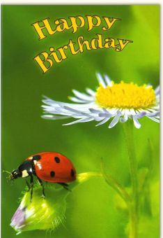 Glückwunschkarte Geburtstag Happy birthday Marienläfer auf Blume