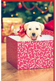 Weihnachtskarte Hund Welpen Geschenk neutral