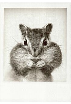 Schwarzweiss-Postkarte Streifenhörnchen