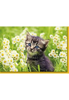 Grußkarte Katze in Wiese mit Blumen