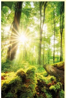 Fotogrußkarte Landschaften Umgestürzte Bäume im Wald