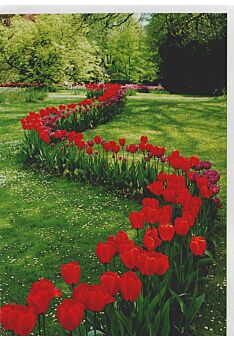 Grußkarte Blumen rote Tulpen Wiese