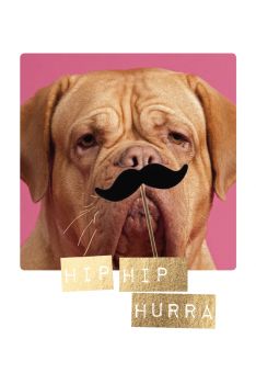 Postkarte Spruch Hund mit Schnäuzer Hip Hip Hurra