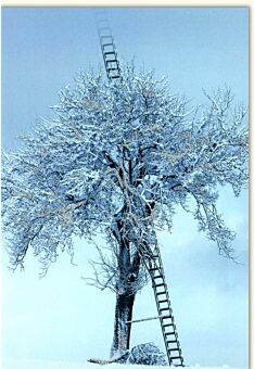 Grußkarte Wintermotiv Baum Leiter Schnee Himmel