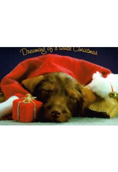 Postkarte Tiere: dreaming of a white christmas