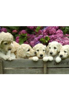 Postkarte blanko 6 Welpen: Puppies