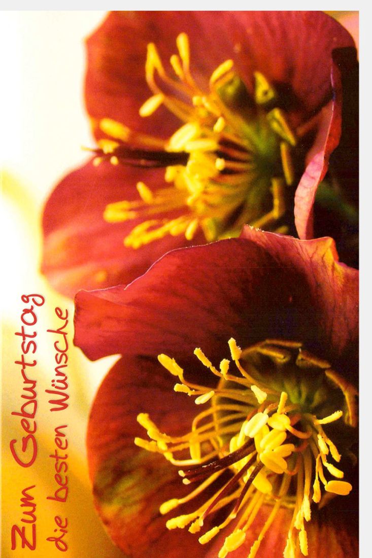 Geburtstagskarte mit Blumen Spruch Zum Geburtstag die besten Wünsche
