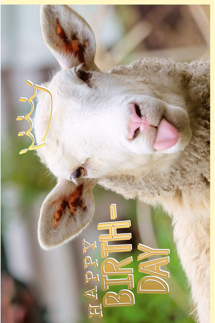 Geburtstagskarte witzig mit Goldfolie Schaf