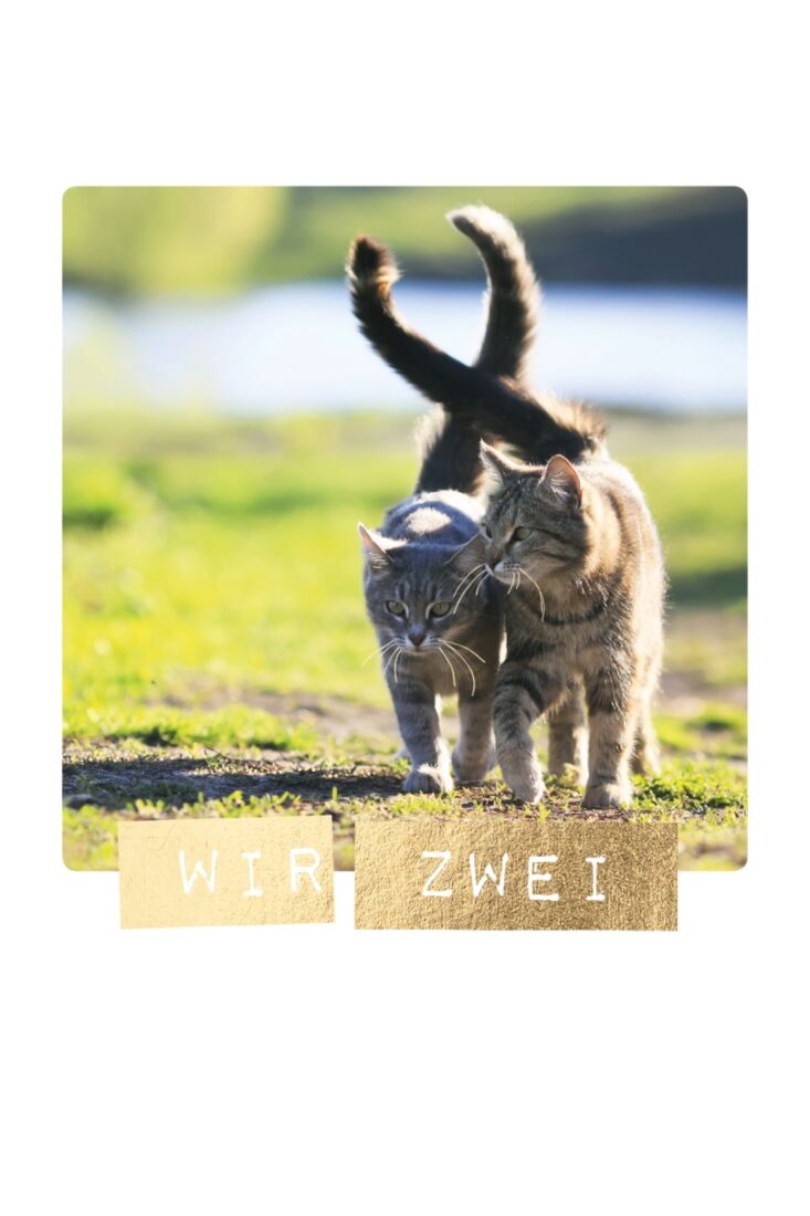 Postkarten Liebe hoch Zwei Katzen Wir zwei