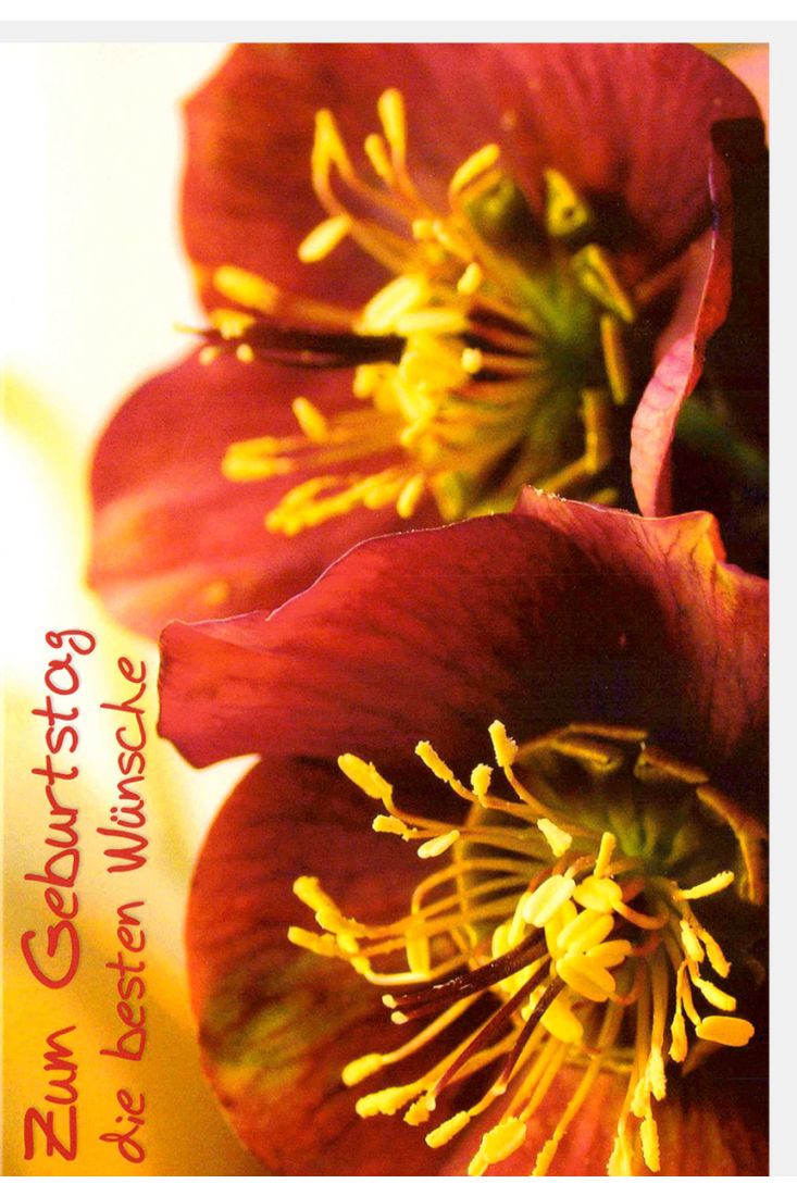 Geburtstagskarte mit Blumen Spruch Zum Geburtstag die besten Wünsche Motiven Blüten