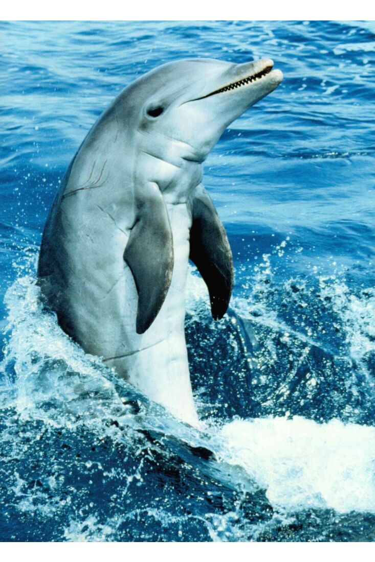 Postkarte Tier Dolphin