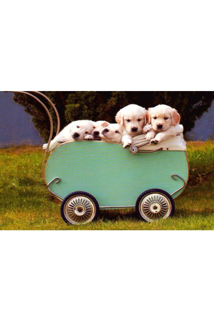 Postkarte blanko Hundewelpen Bollerwagen: Friends Forever