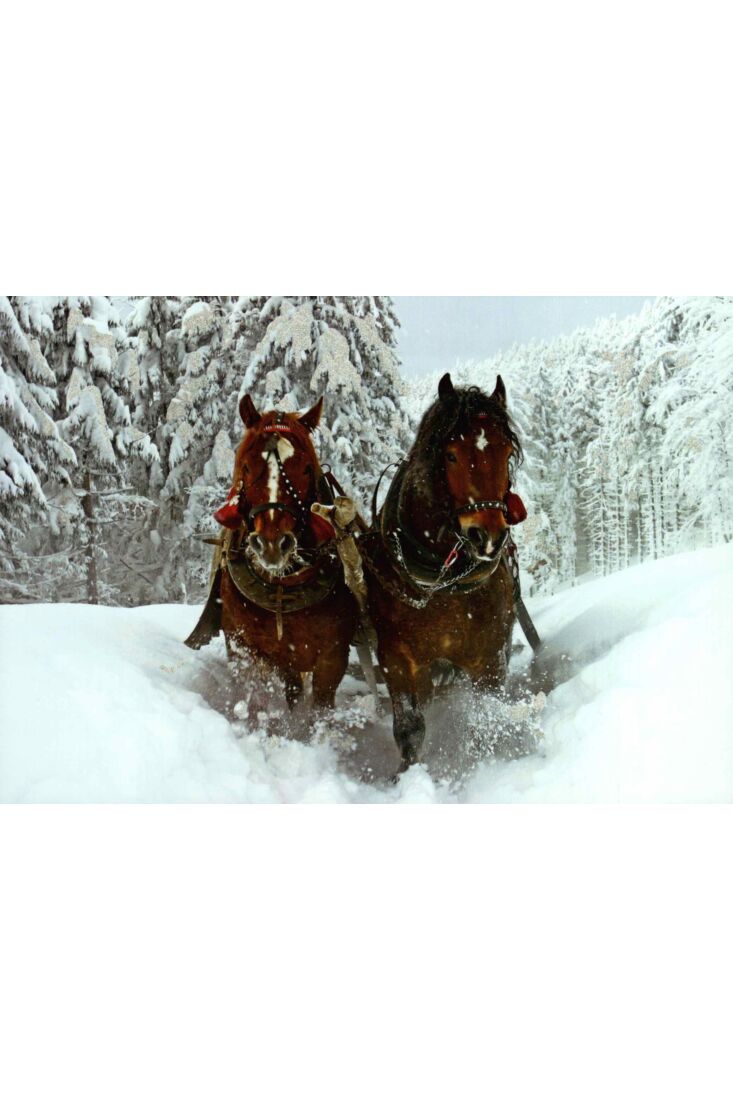 Postkarte 2 Pferde Schnee