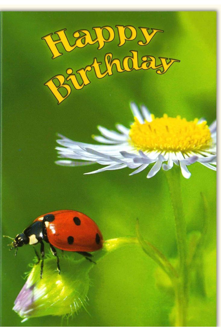 Glückwunschkarte Geburtstag Happy birthday Marienläfer auf Blume