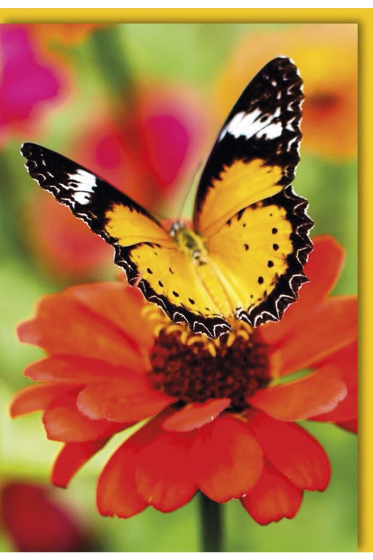 Blankokarten - Tier Schmetterling auf einer Blume mit orangefarbenen Blütenblättern