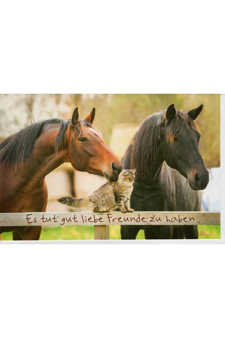 Grußkarten Grußkarte Freundschaft Pferde und Katze