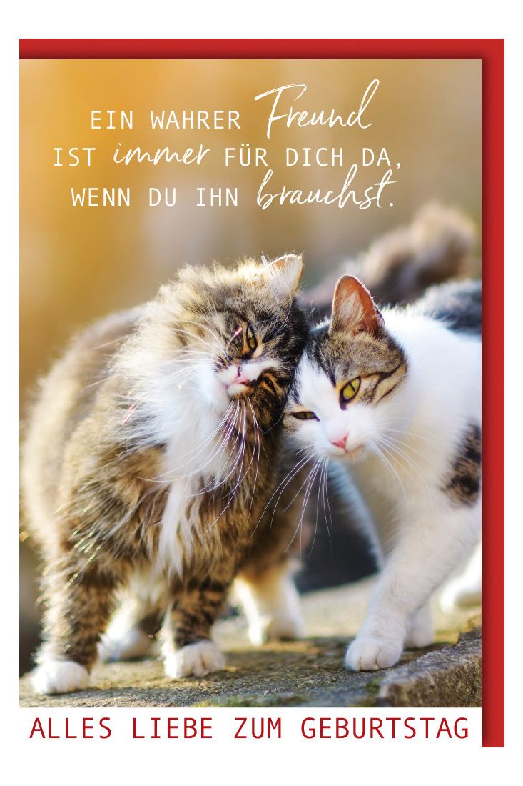 Karte Geburtstag Katzen Spruch Ein wahrer Freund