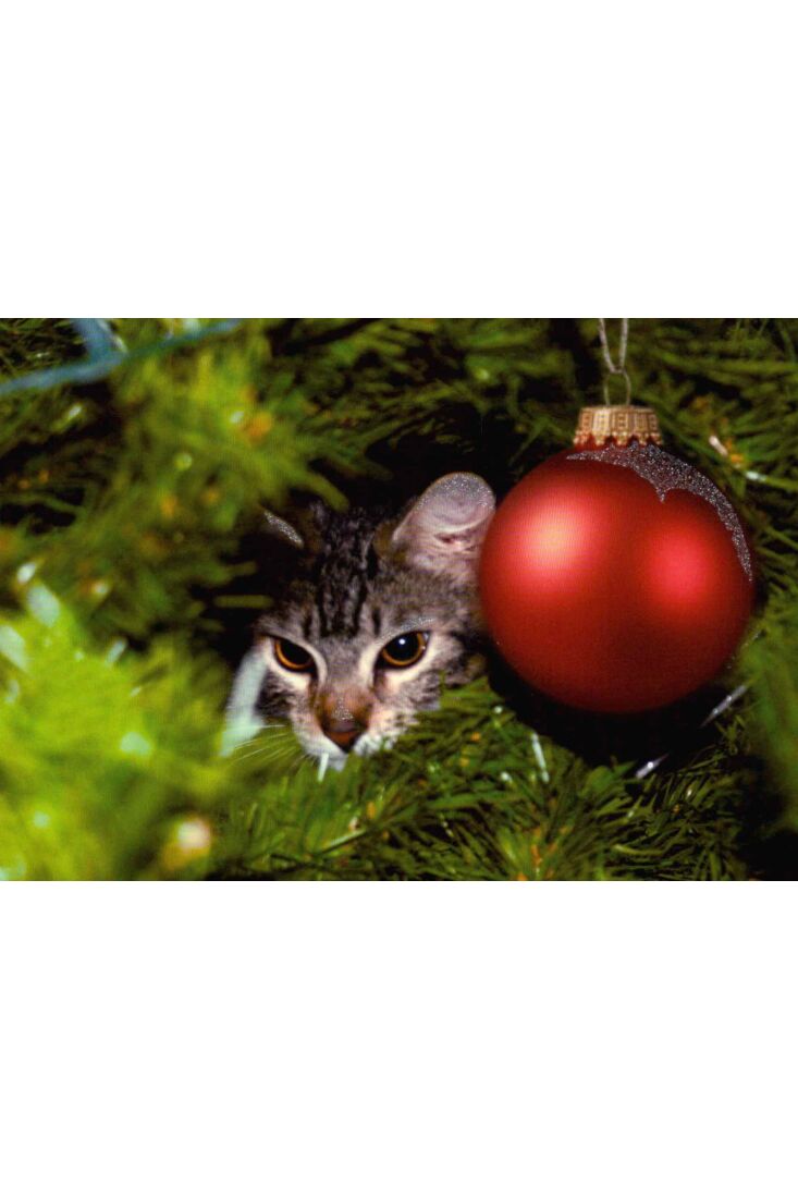 Postkarte Tiere Katze Weihnachtsbaum: frohe weihnachten