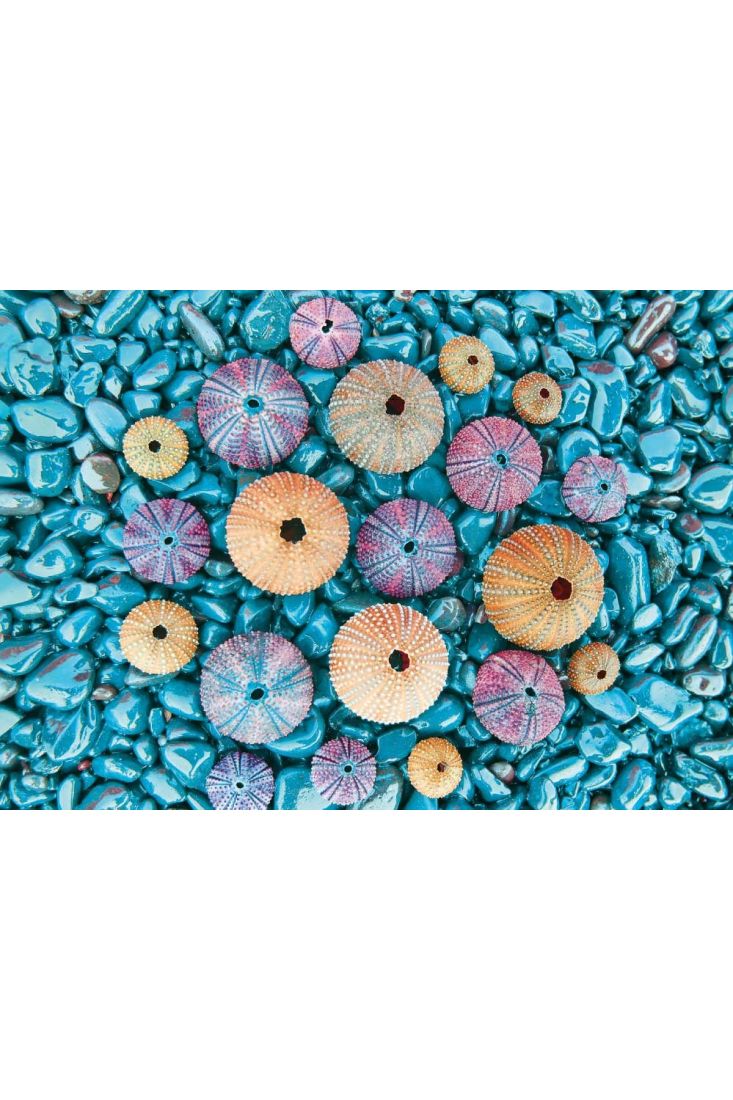 Postkarte Meer Wasser Colorful sea urchins