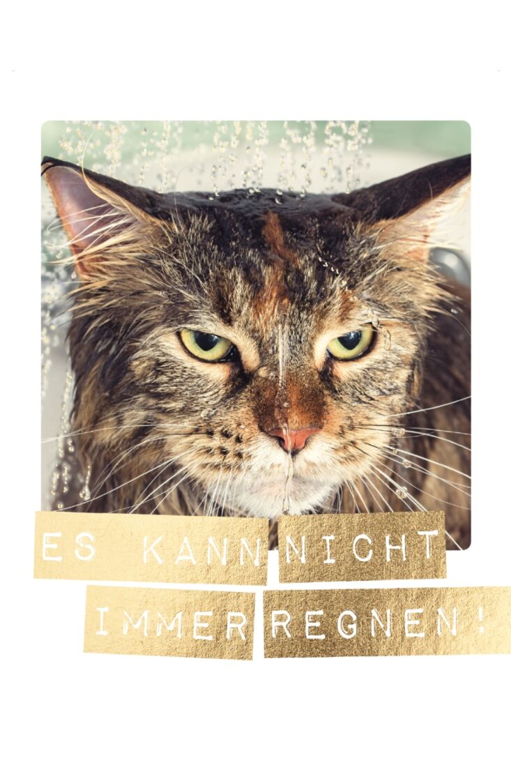 Postkarte Spruch nasse Katze. Es kann nicht immer regnen