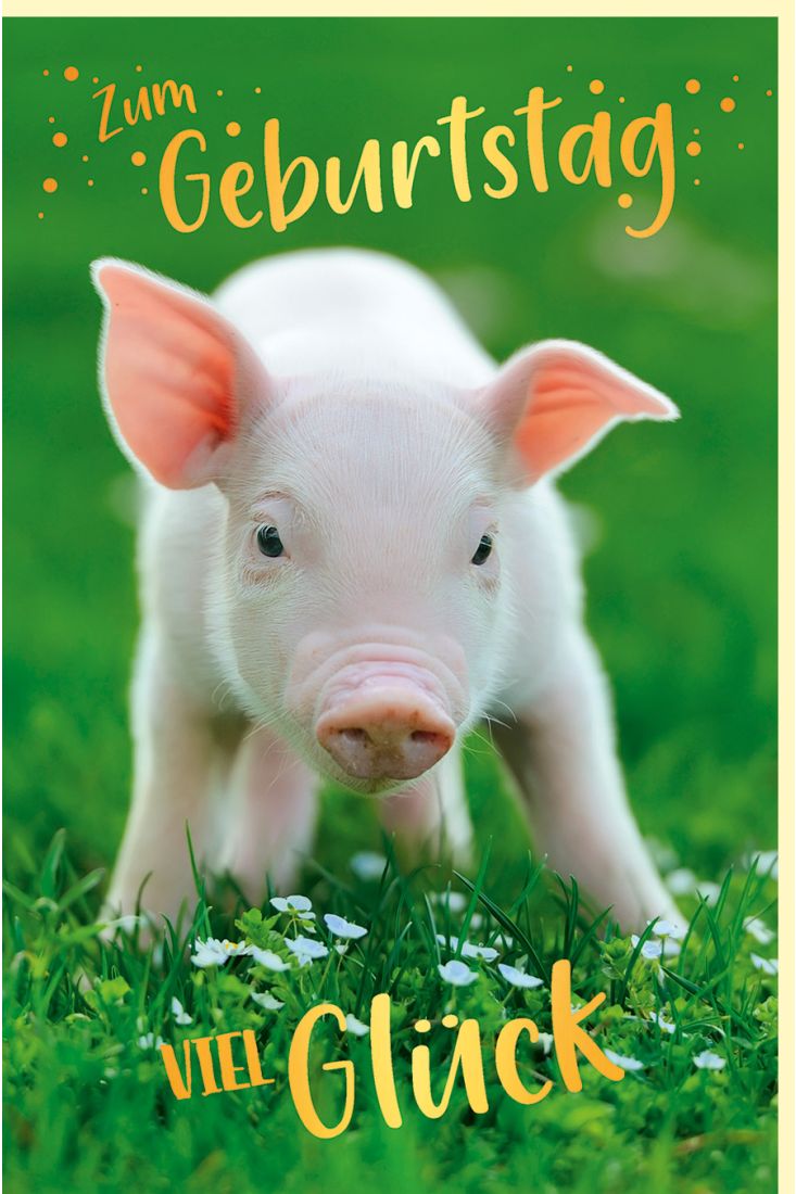 Geburtstagskarte Tiere Motiv Schwein mit Goldfolie