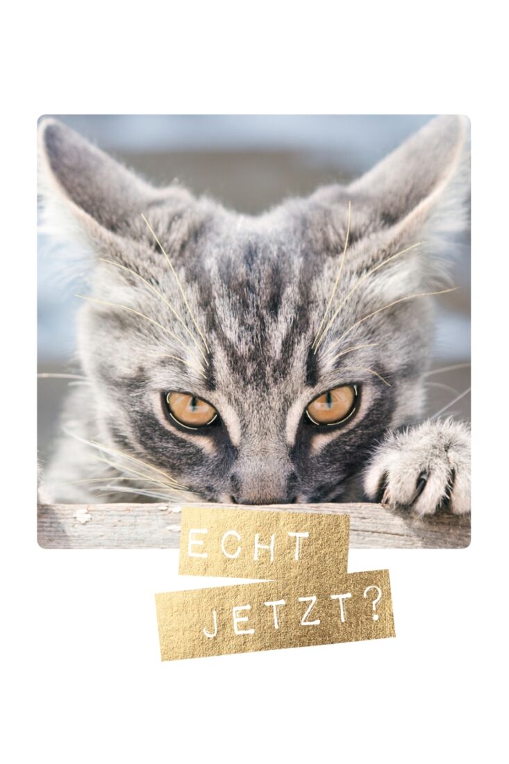 Postkarte lustig Katze Echt jetzt?