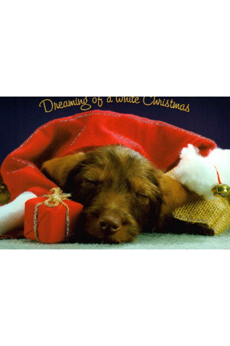 Postkarte Tiere: dreaming of a white christmas