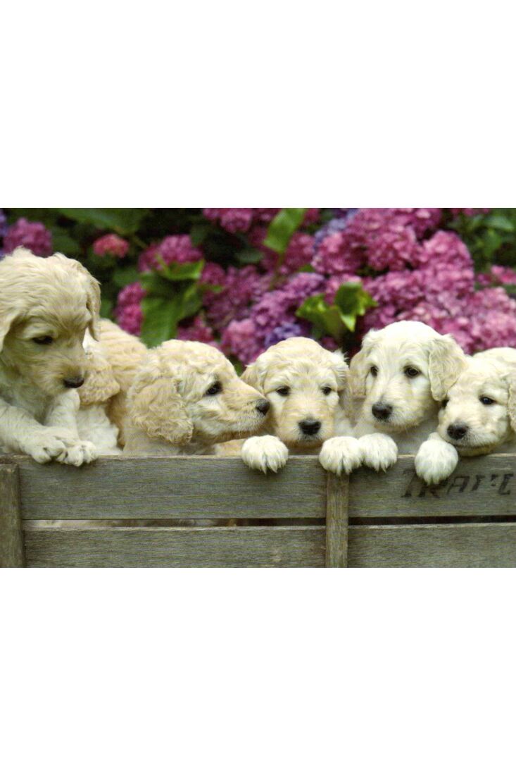Postkarte blanko 6 Welpen: Puppies