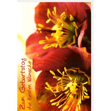 Geburtstagskarte mit Blumen Spruch Zum Geburtstag die besten Wünsche
