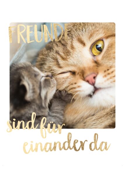 Postkarte Freundschaft Zwei Katzen Freunde sind füreinander da