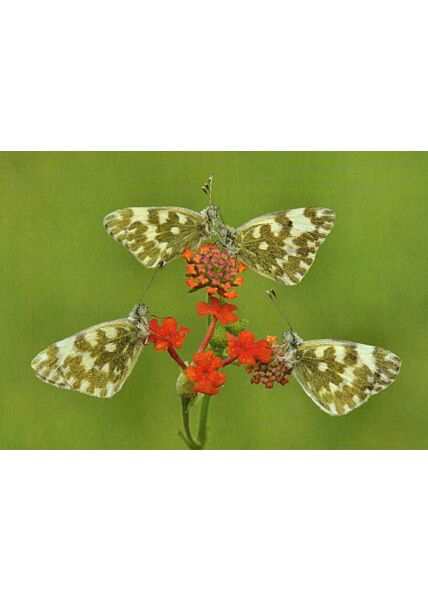 Postkarte Butterflies on red flower