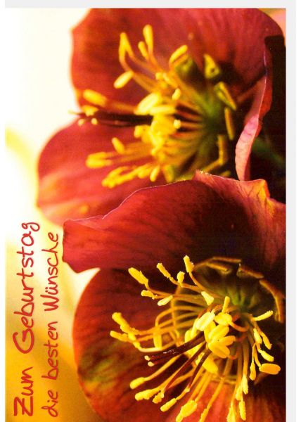Geburtstagskarte mit Blumen Spruch Zum Geburtstag die besten Wünsche Motiven Blüten