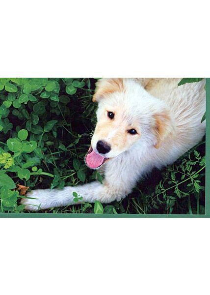 Blanko Grußkarte ohne Text Land Natur: Hund Wiese