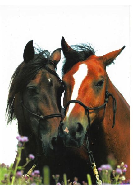 Grußkarte Pferde Freundschaft Liebe