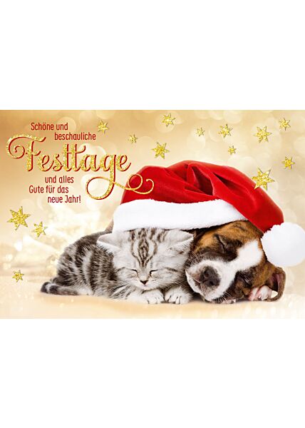 schöne Weihnachtskarte Hund und Katze Schöne und beschauliche Festtage