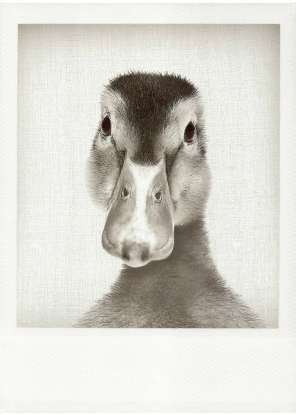 Schwarzweiss-Postkarte Ente