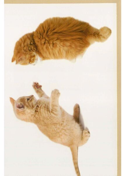 Blanko Grußkarte: Katzenbabys