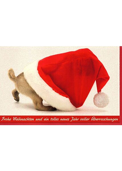 Weihnachtskarte Hund Mütze rot Frohe Weihnachten