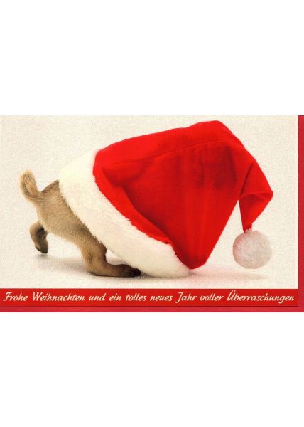 Weihnachtskarte Hund Mütze rot Frohe Weihnachten